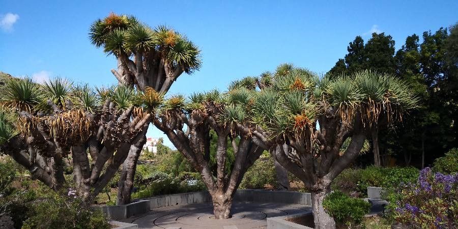 Dracaena tamaranae habit