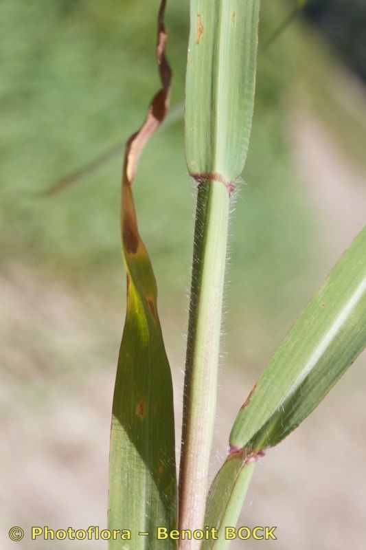 Paspalum paucispicatum bark