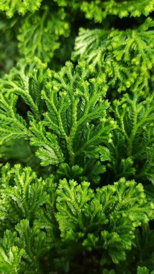 Selaginella martensii leaf