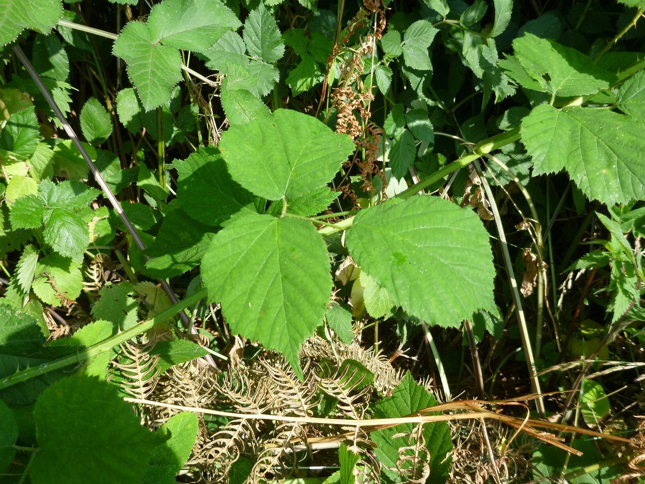 Rubus scabripes leaf