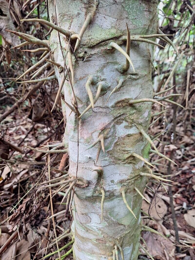 Macaranga spinosa — houseplant care guide