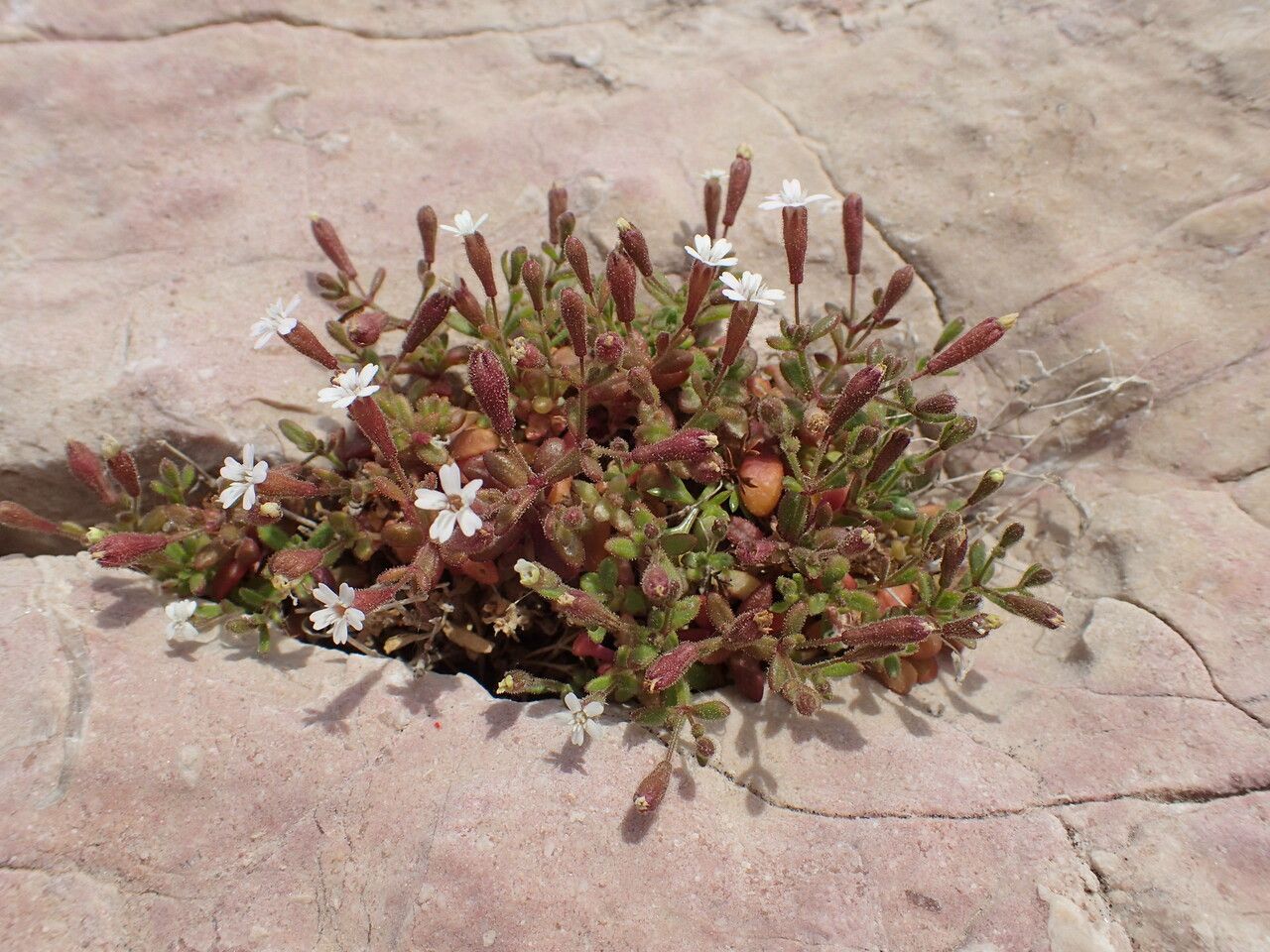 Silene sedoides habit
