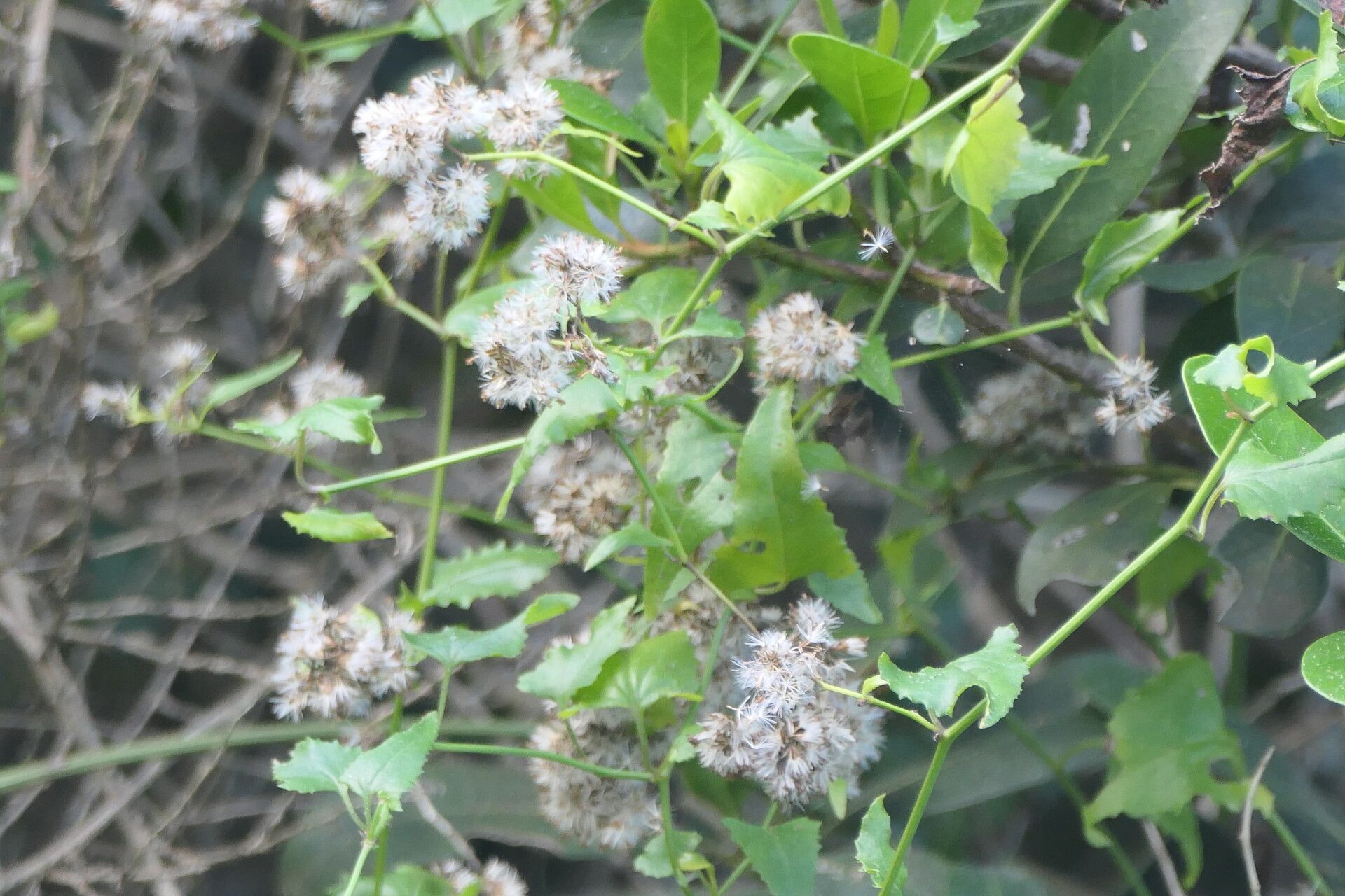 Senecio deltoideus leaf