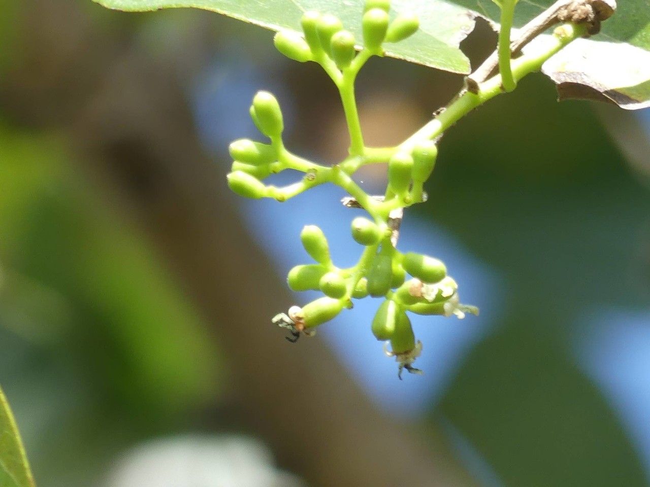 Cordia myxa flower
