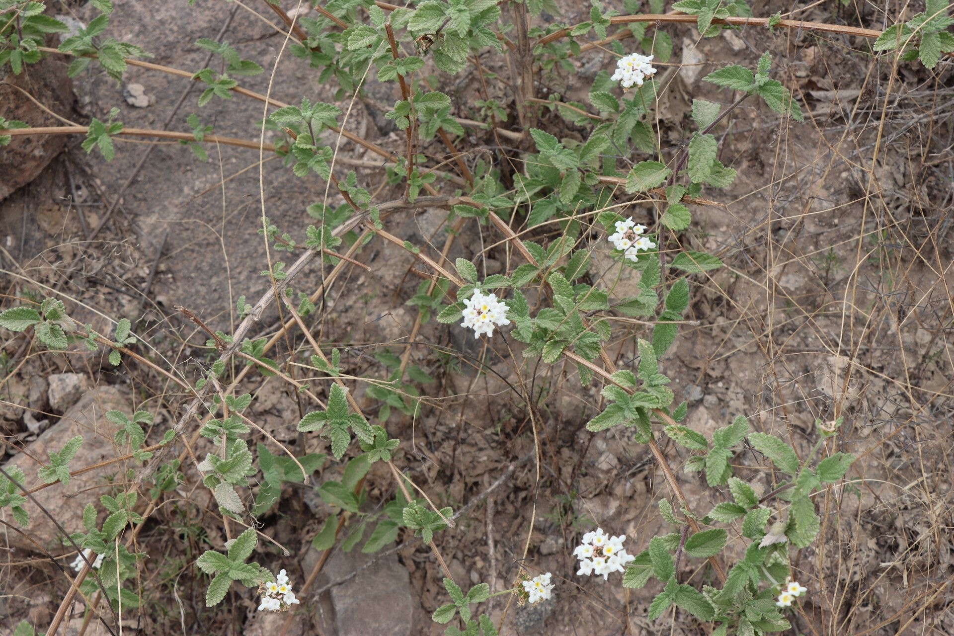 Lantana sprucei — houseplant care guide
