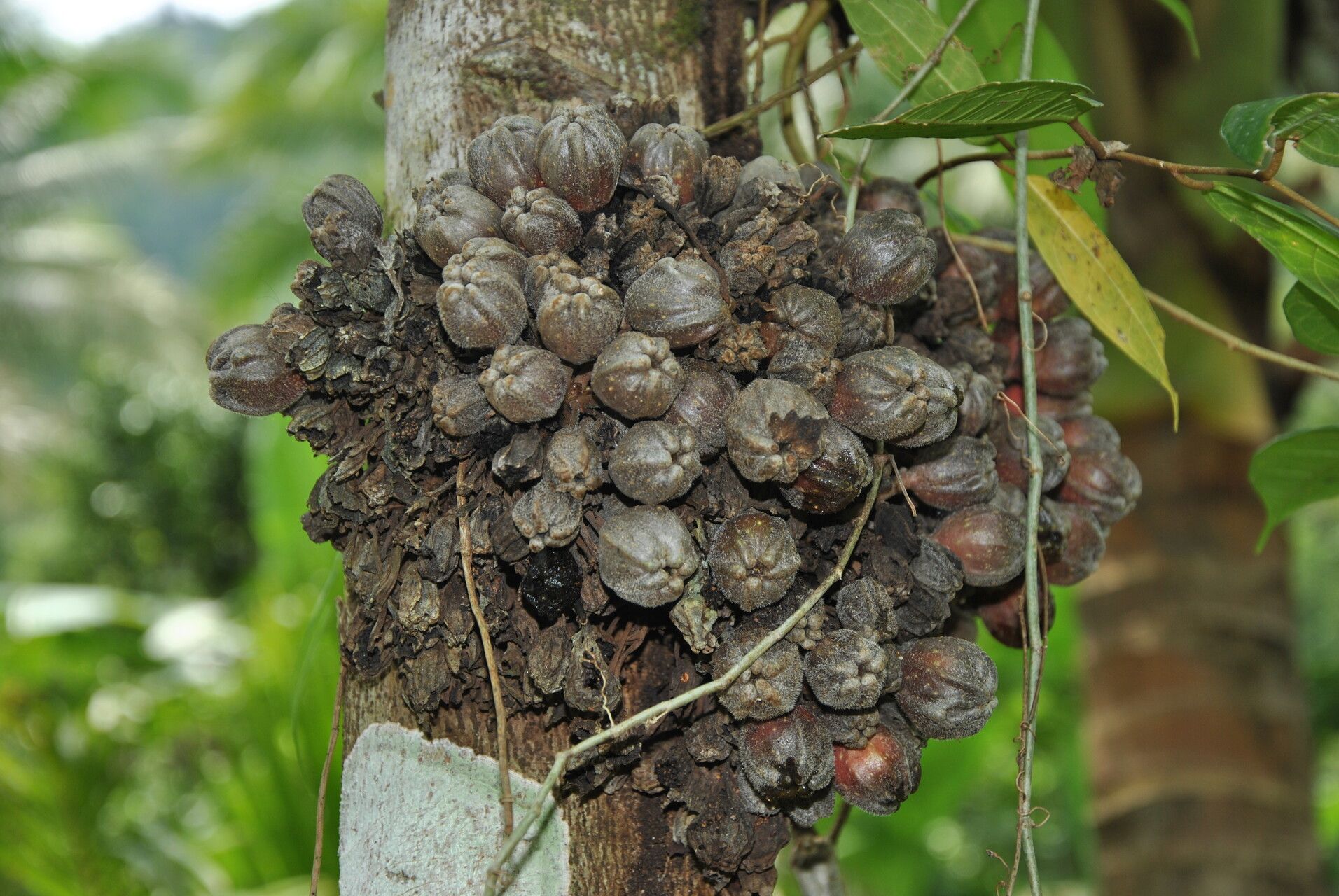 Ficus fistulosa fruit