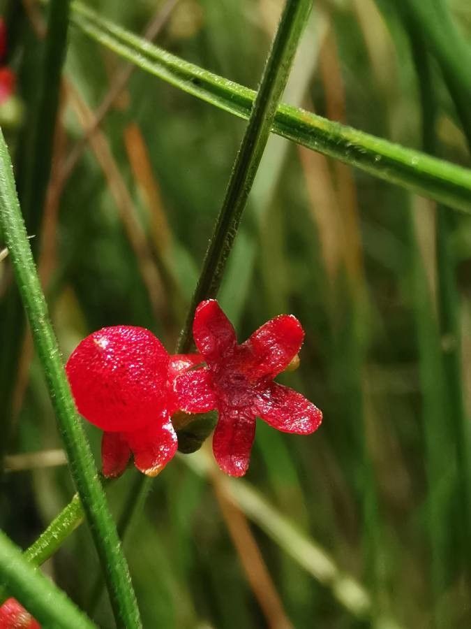 Einadia nutans flower