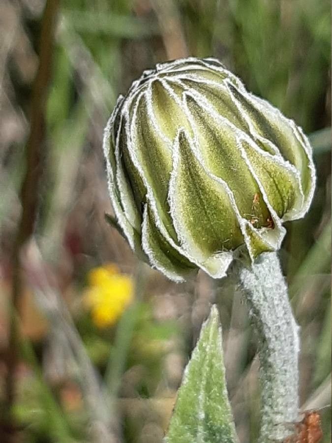 Crepis albida flower