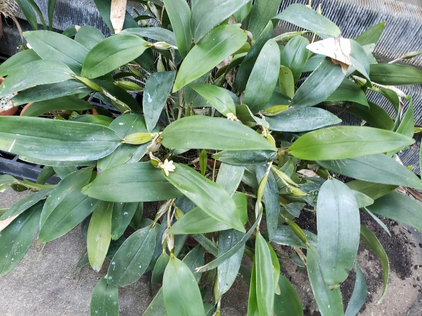 Dendrobium plicatile habit