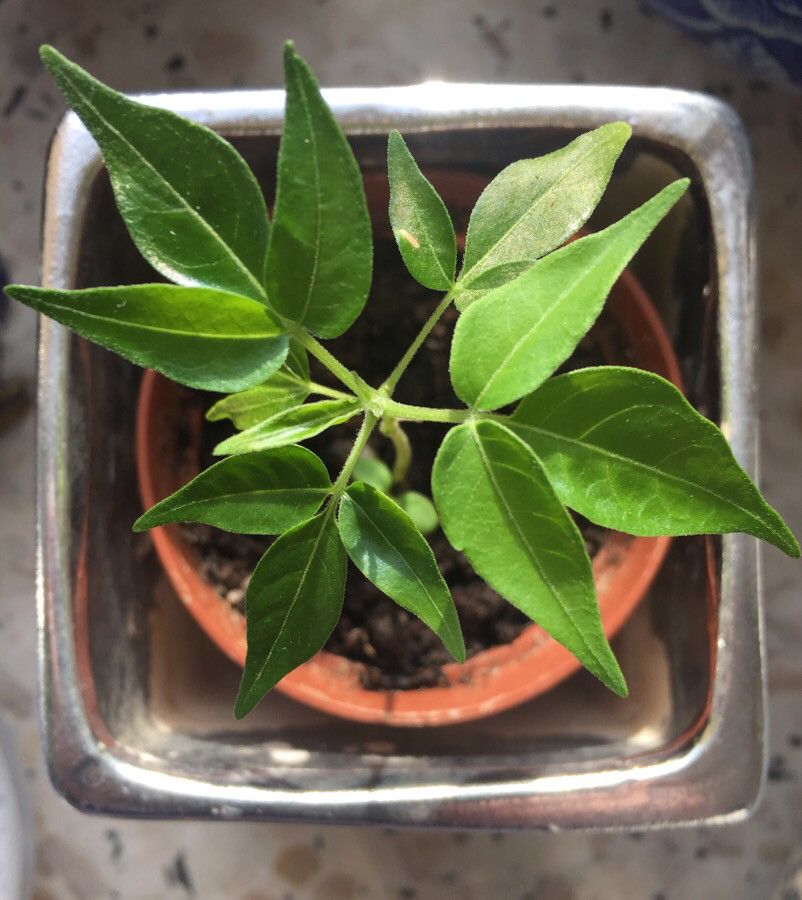 Polanisia dodecandra — search result for 'Cleomaceae'