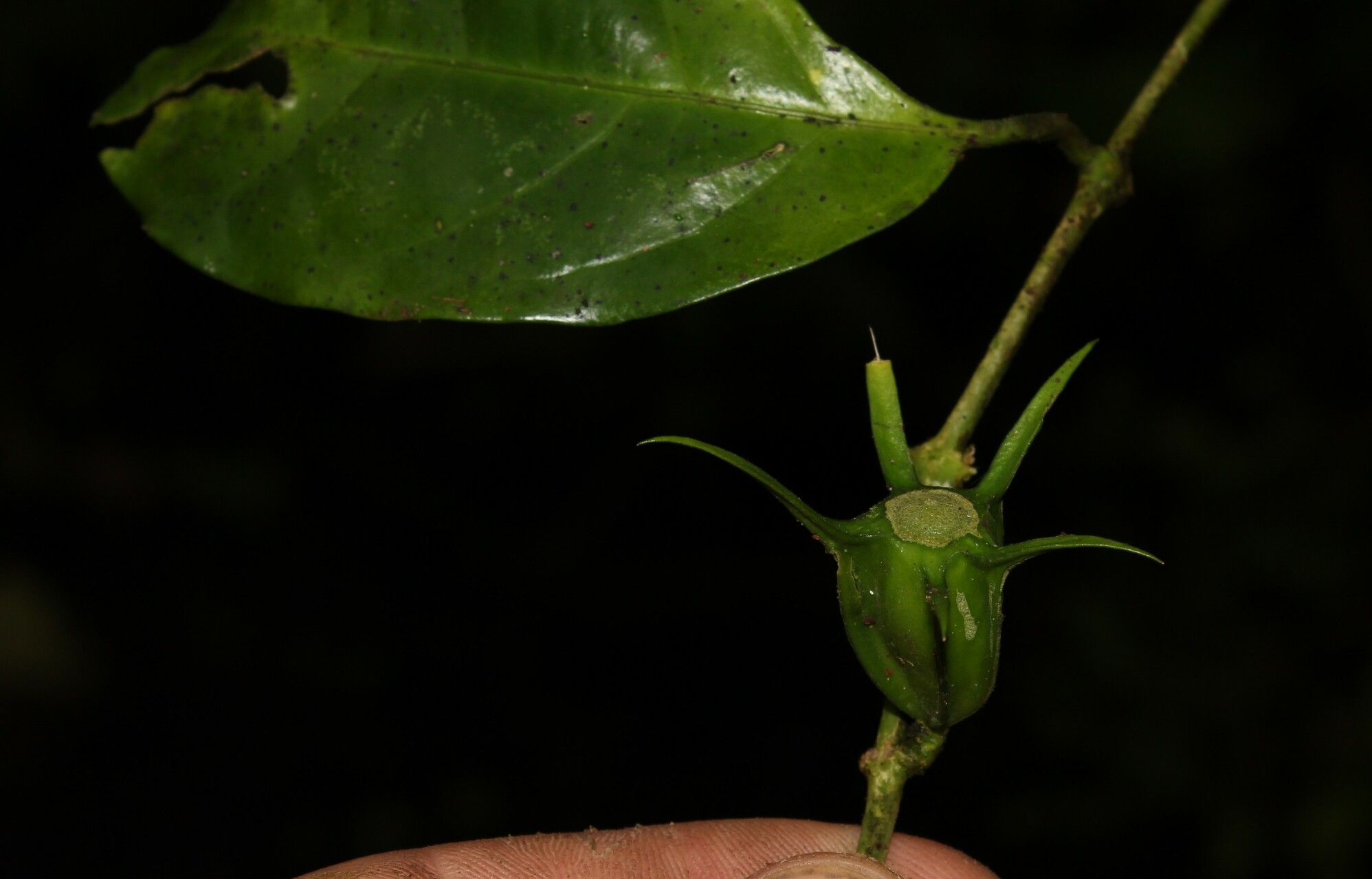 Coffea mannii fruit