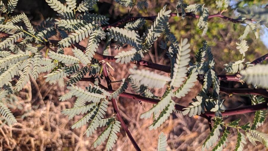 Vachellia erioloba — search result for 'Namibia'