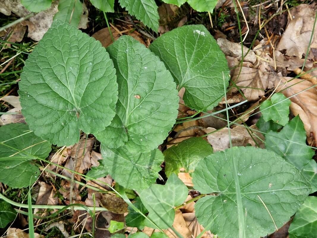 Viola × scabra — search result for 'Viola'