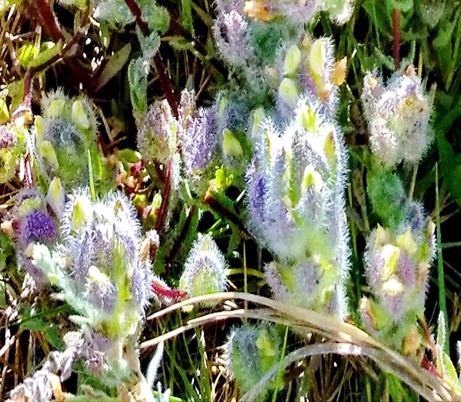 Chloropyron molle — related species from the same genus