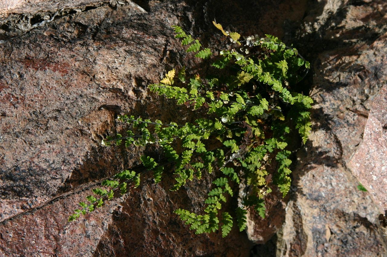 Notholaena lemmonii habit