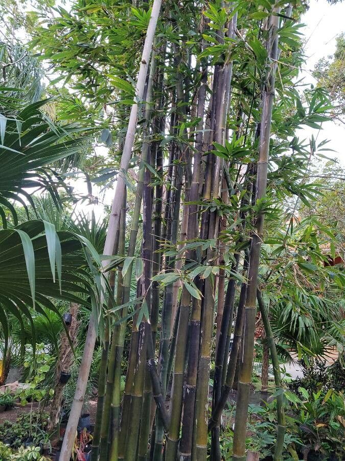 Bambusa chungii leaf