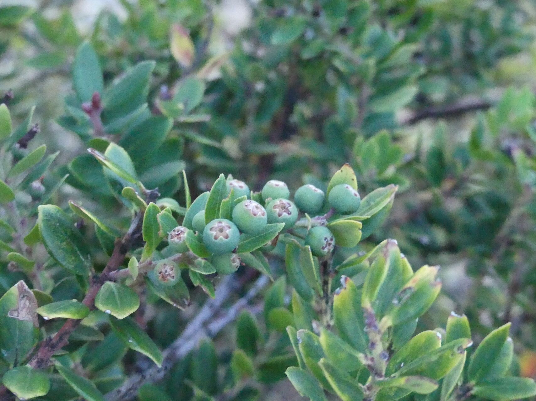 Vaccinium varingiifolium fruit
