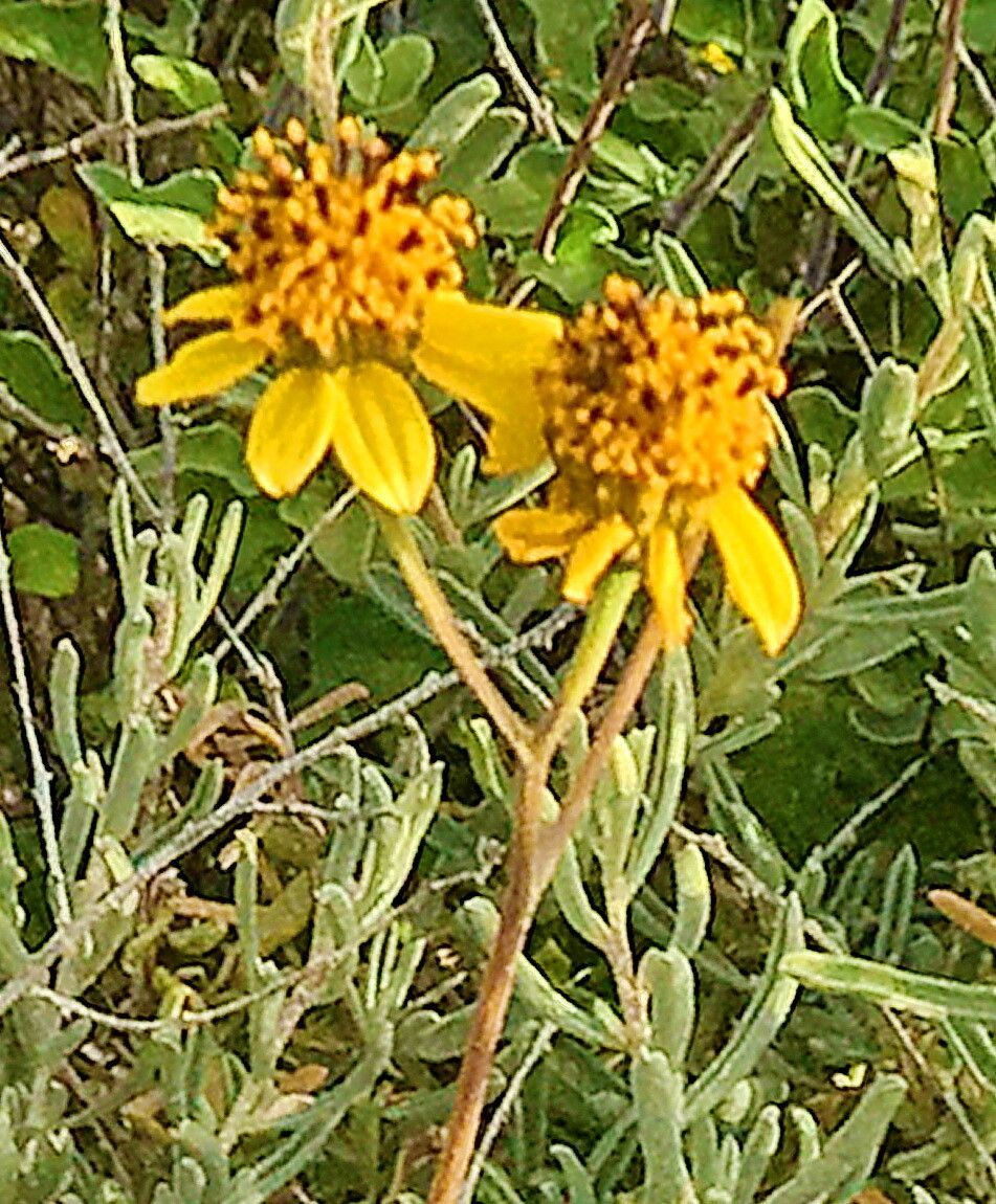 Bahiopsis microphylla — related species from the same genus