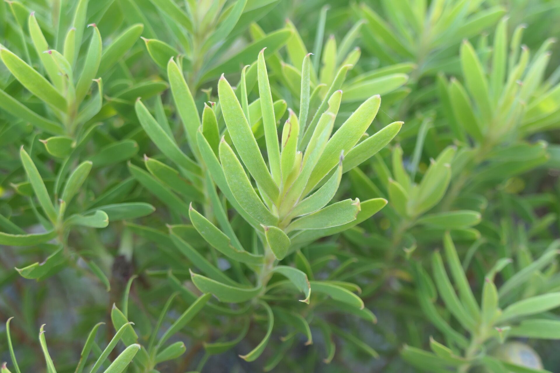 Leucadendron coniferum — related species from the same genus