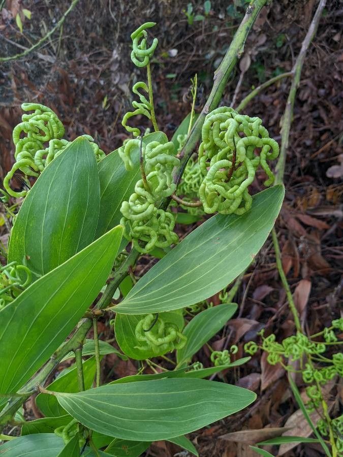 Acacia mangium fruit