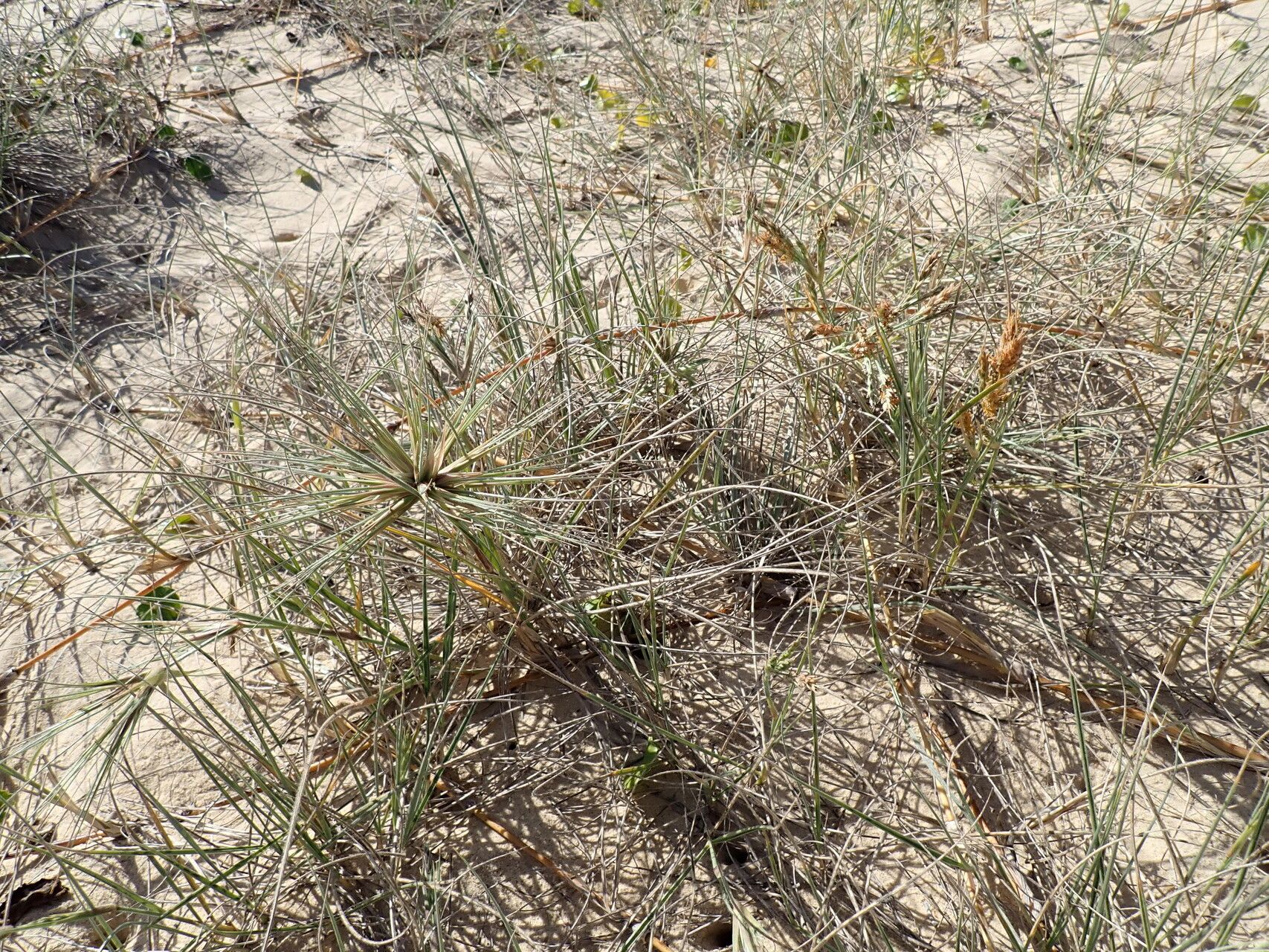 Spinifex sericeus — houseplant care guide