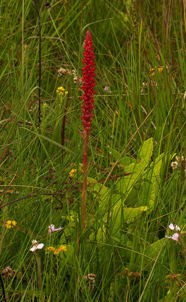 Satyrium coriophoroides habit