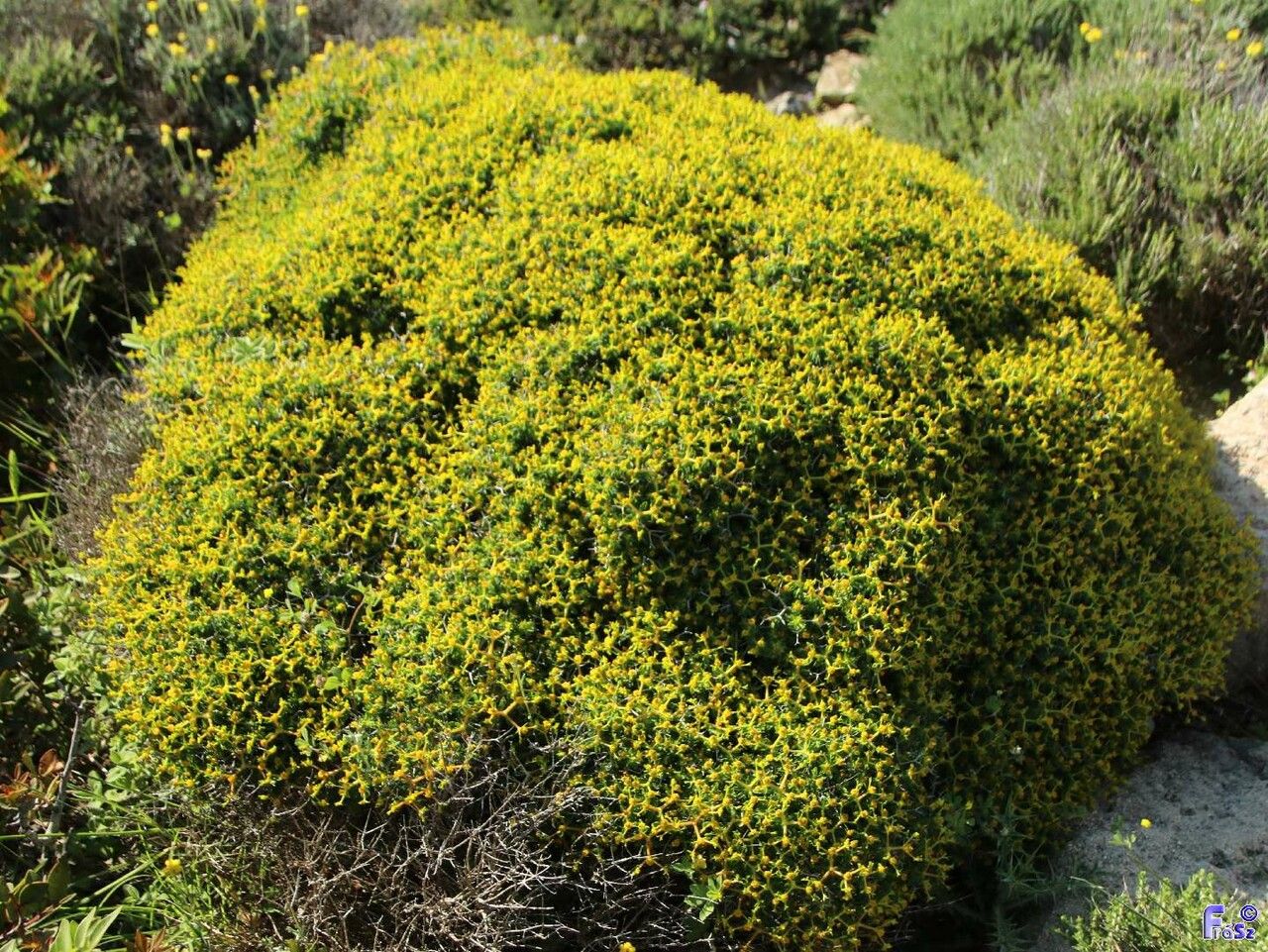 Euphorbia acanthothamnos habit
