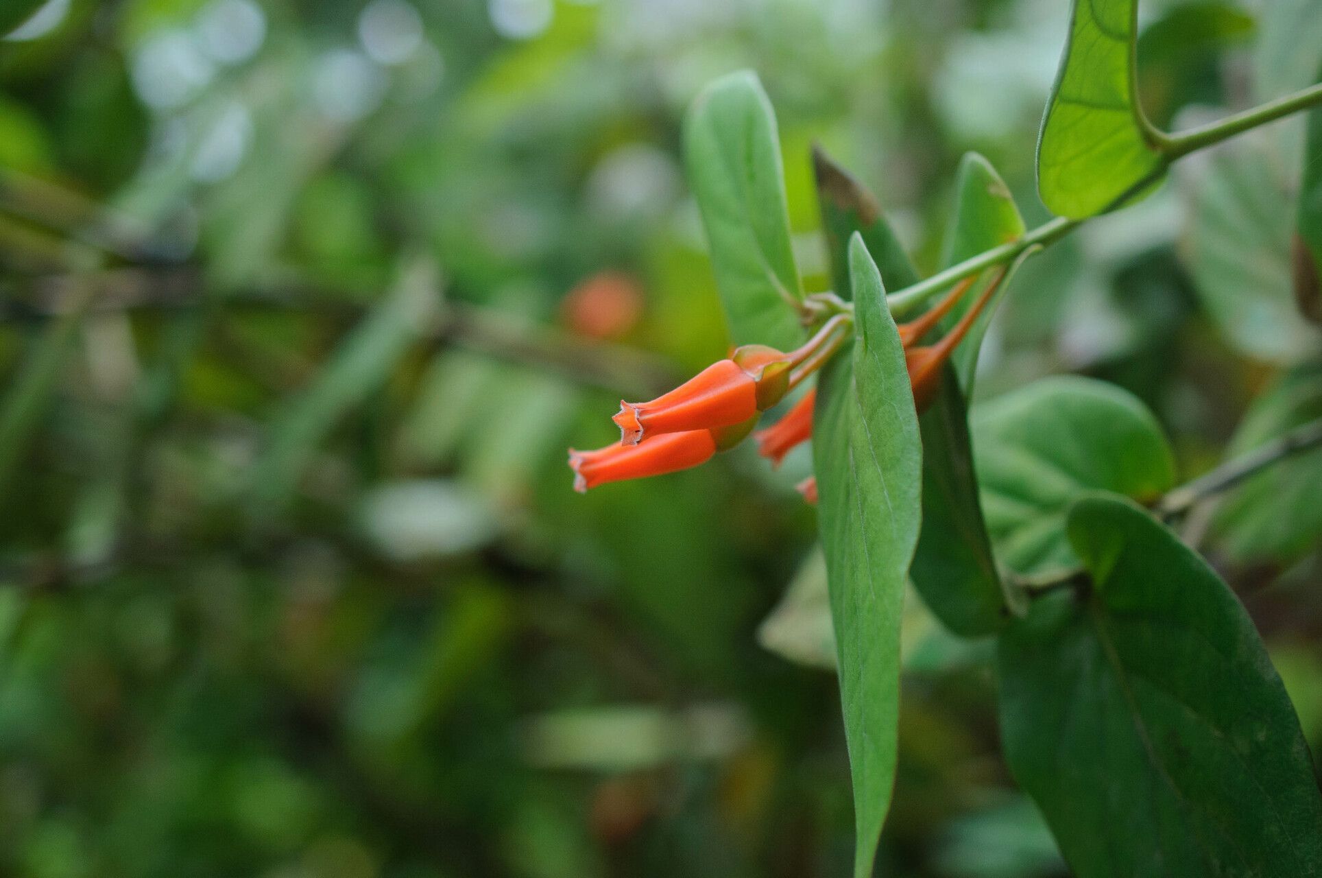 Macleania alata flower
