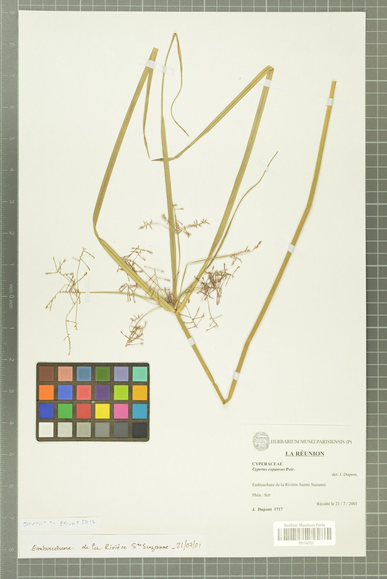 Cyperus expansus — houseplant care guide