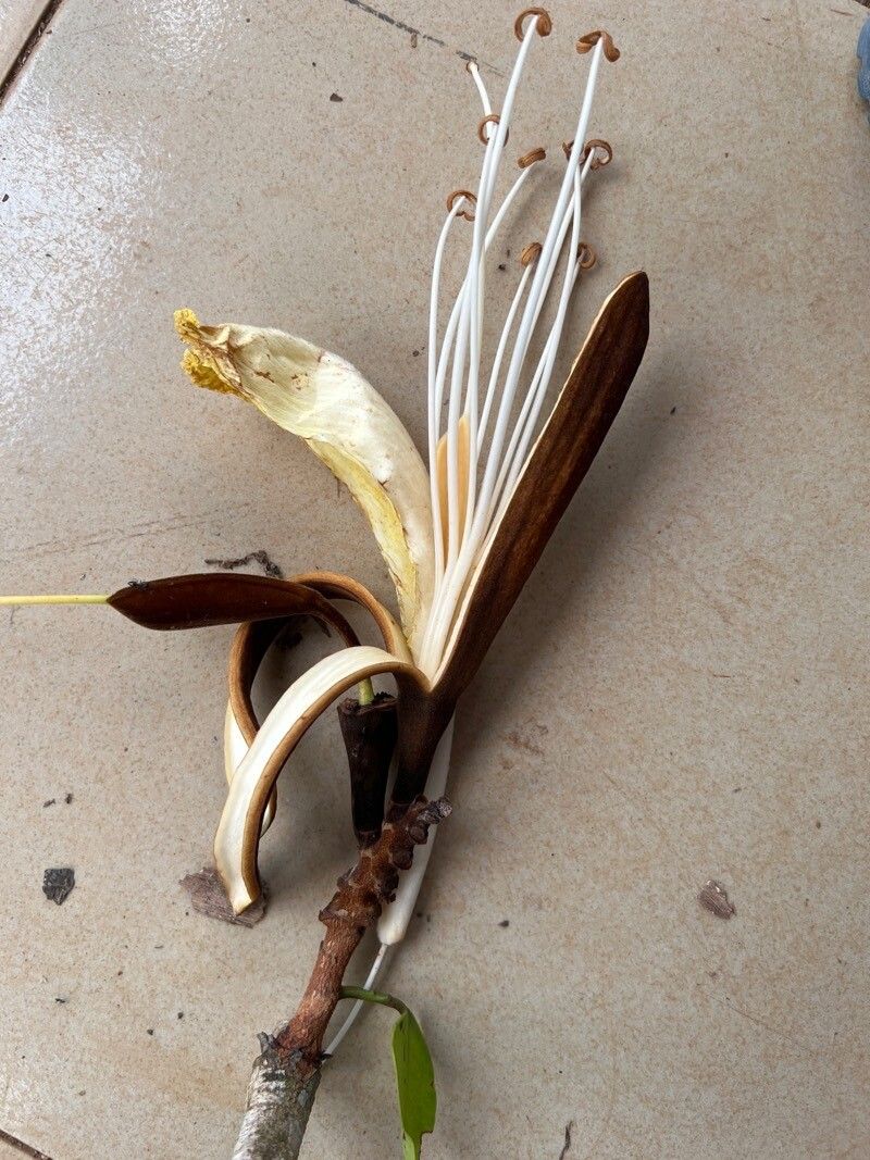 Baikiaea insignis flower