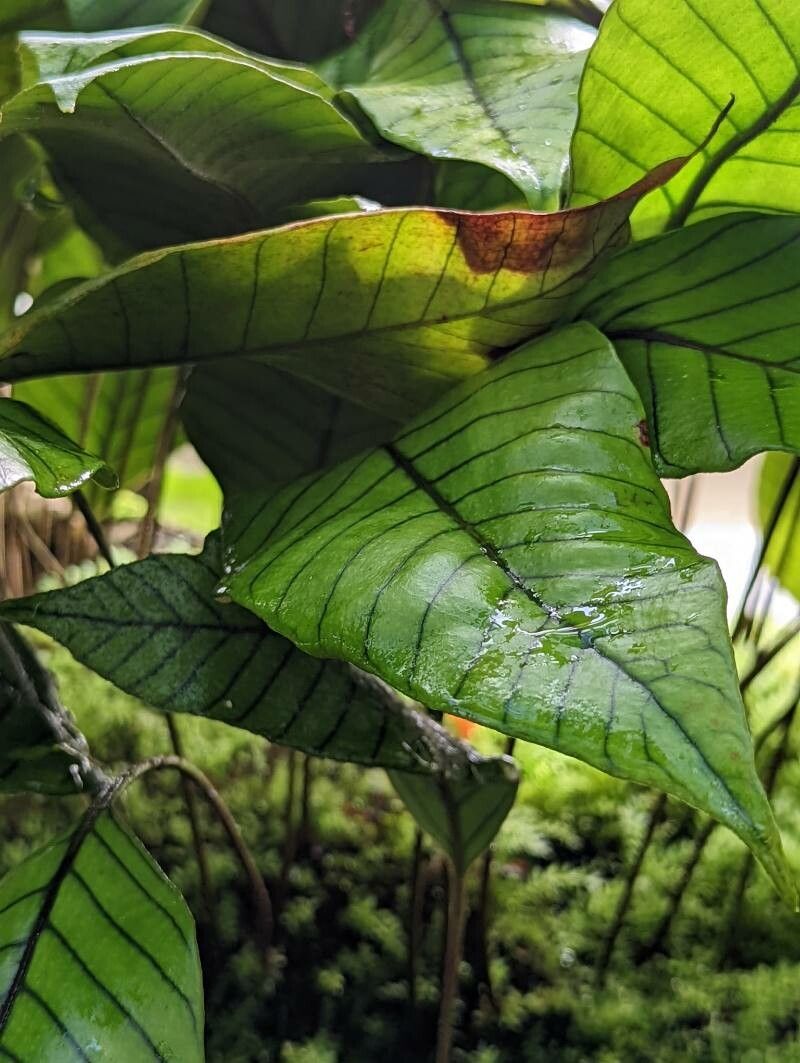 Pyrrosia christii leaf