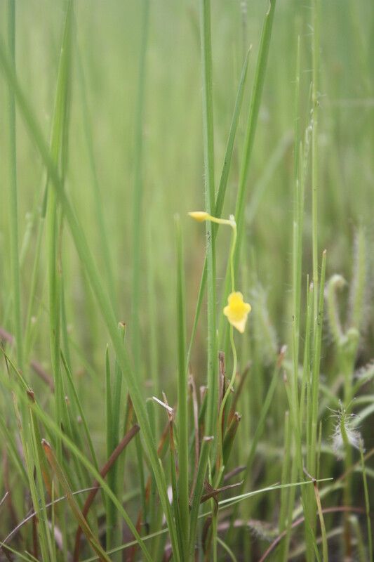Utricularia micropetala habit