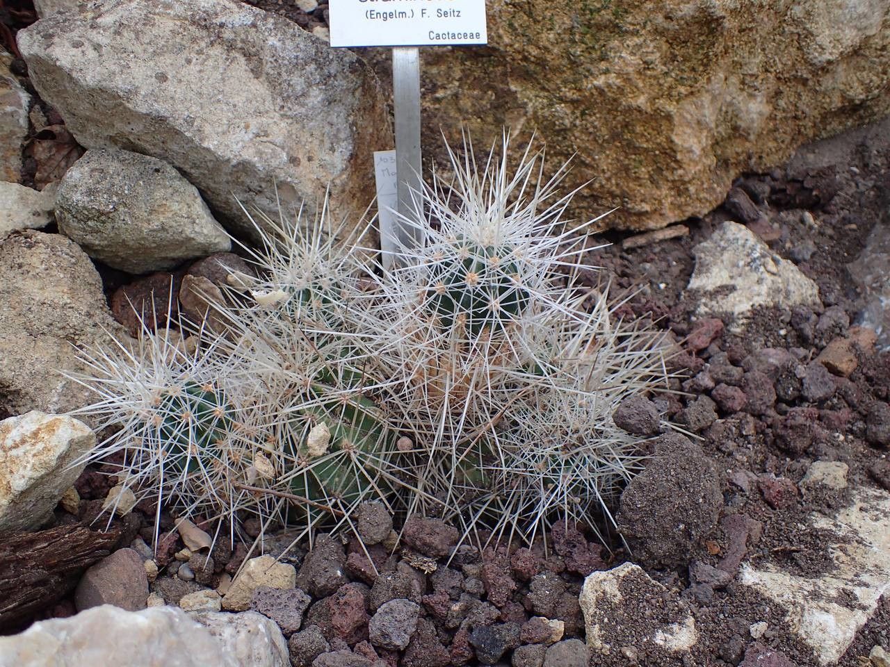 Echinocereus stramineus habit