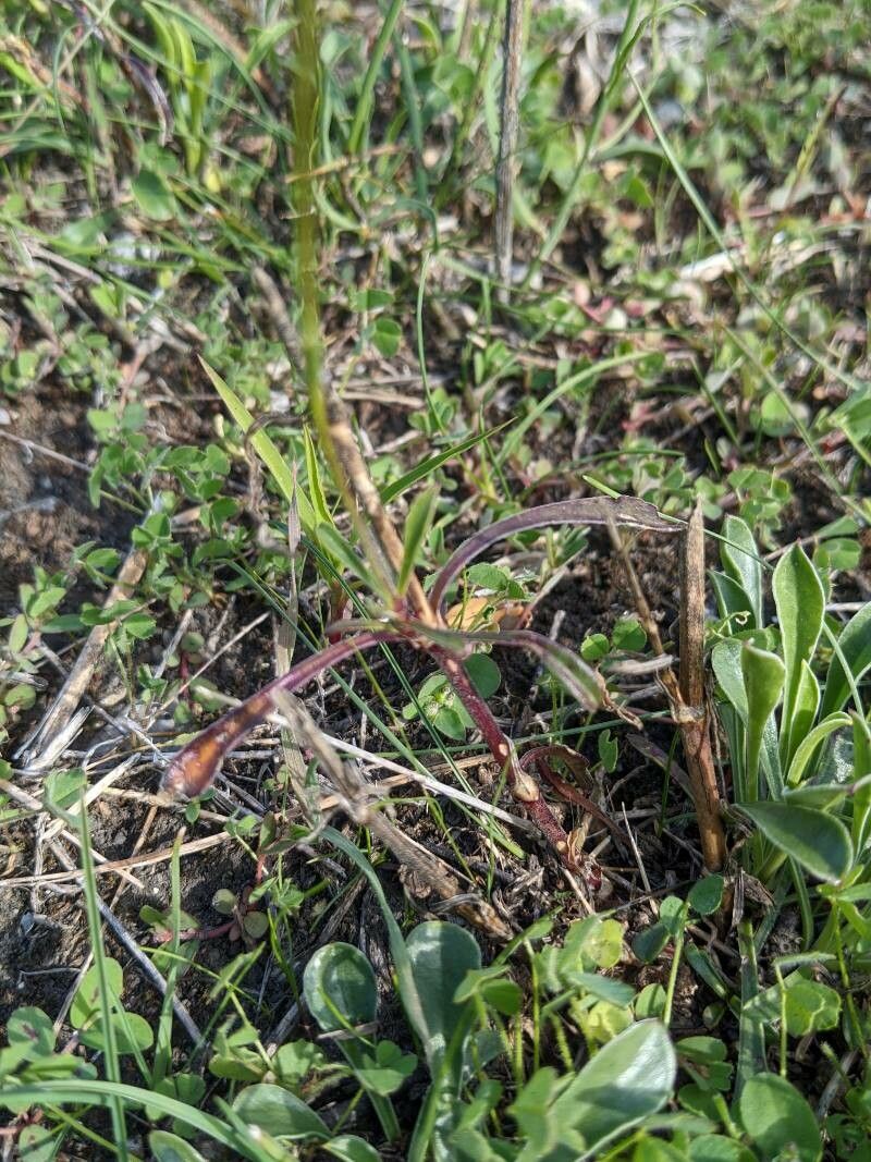 Silene paradoxa — search result for 'Albania'