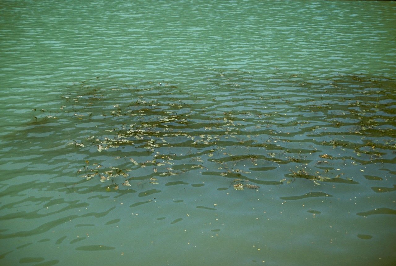 Potamogeton linguatus habit