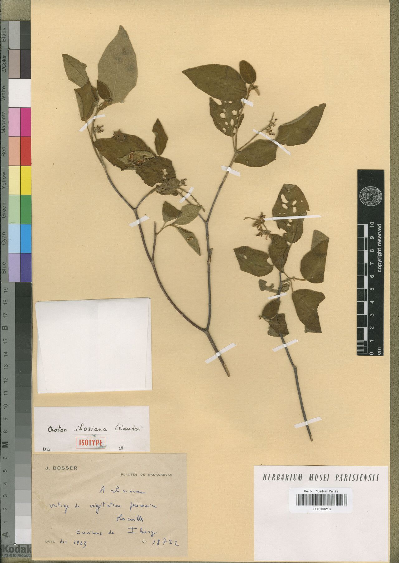 Croton ihosianus — houseplant care guide