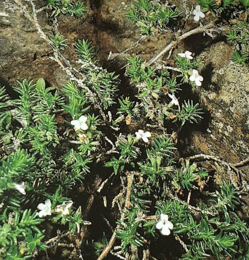 Micromeria ericifolia habit