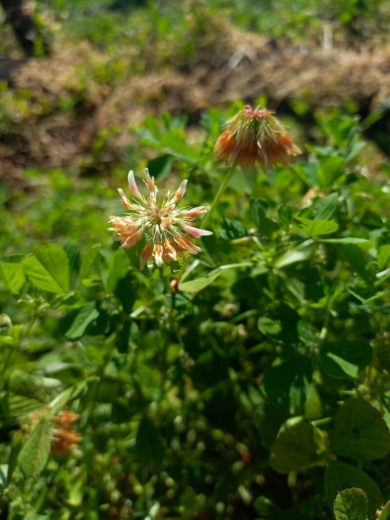 Trifolium nigrescens fruit