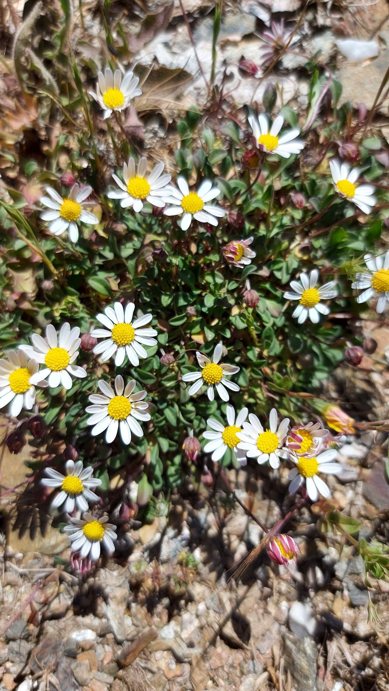 Bellium bellidioides habit