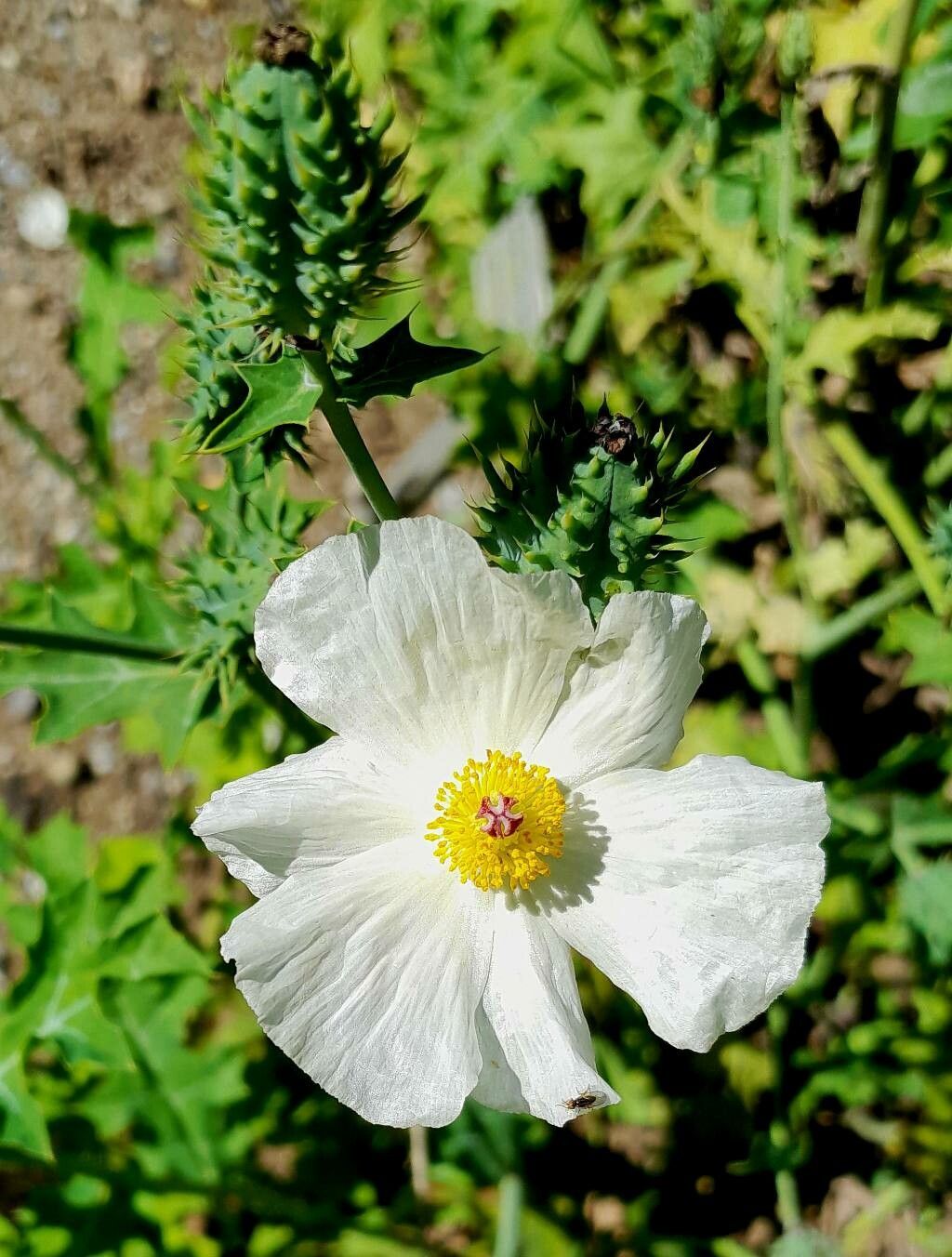 Argemone polyanthemos flower