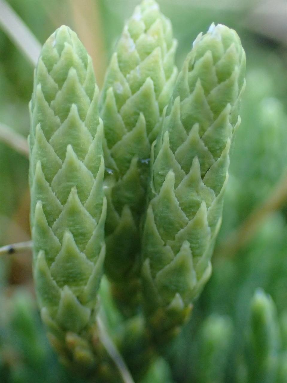 Lycopodium alpinum fruit