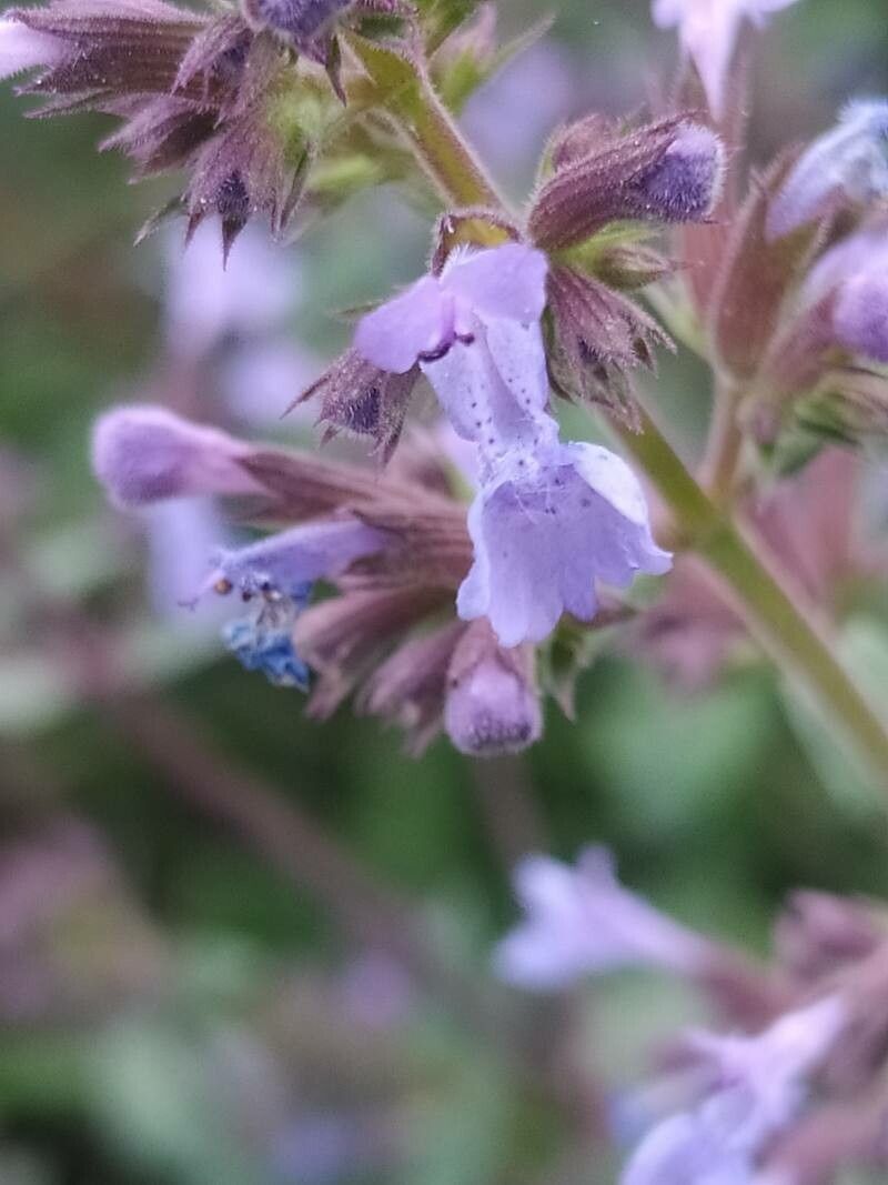 Nepeta melissifolia — search result for 'Nepeta'