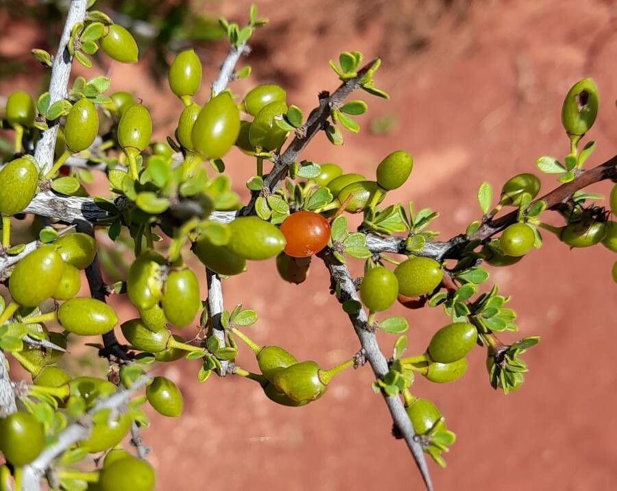 Condalia microphylla fruit