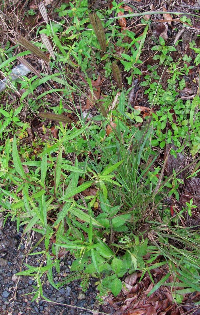 Chloris rufescens habit