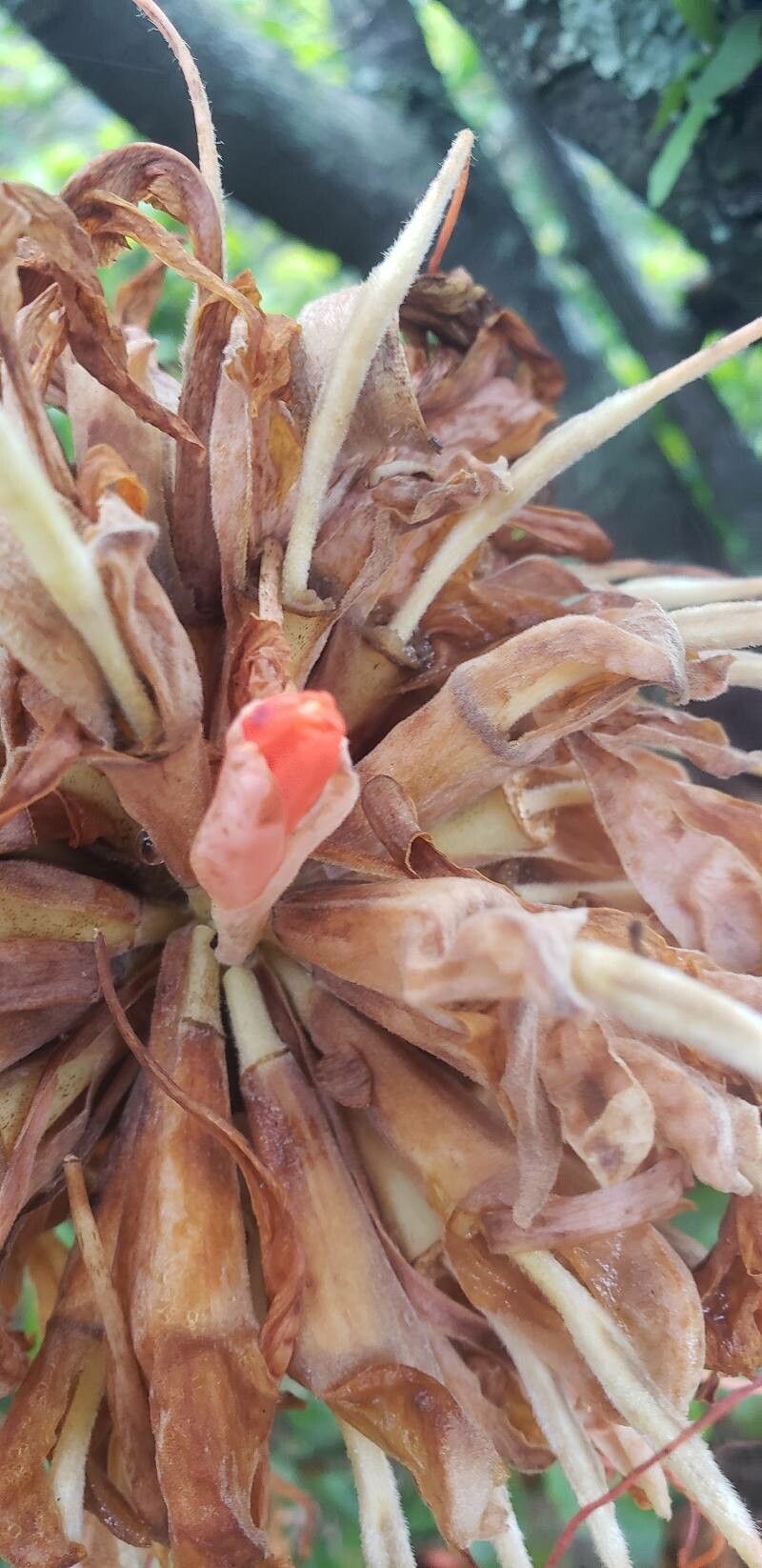 Brownea rosa-de-monte flower
