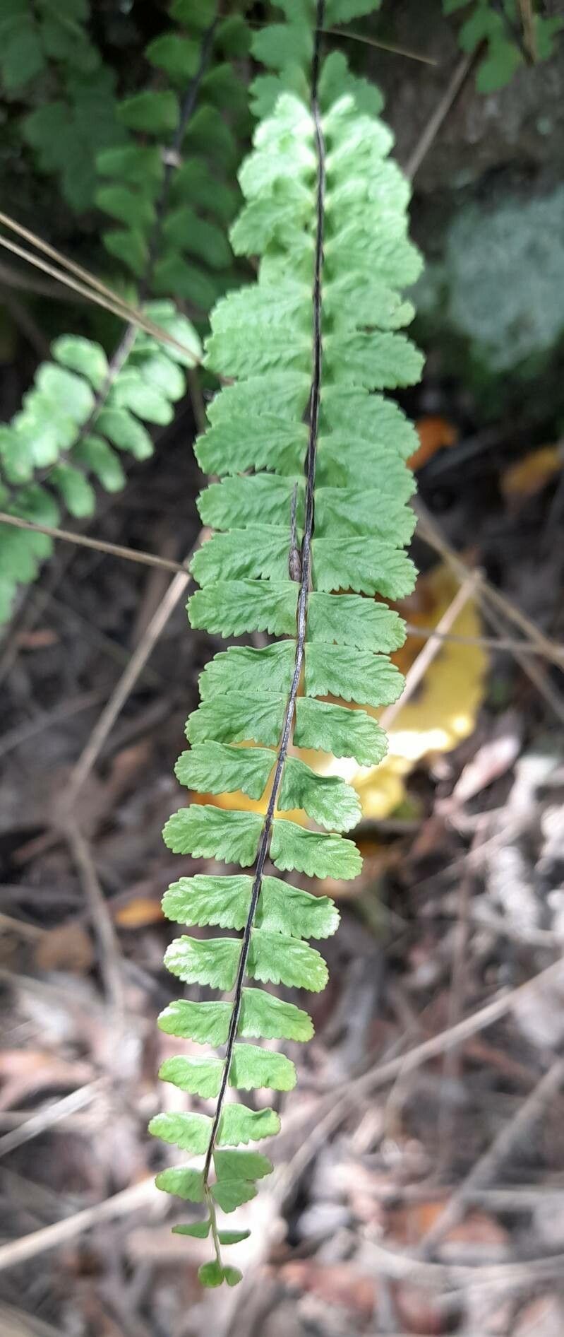 Asplenium resiliens — search result for 'Uruguay'