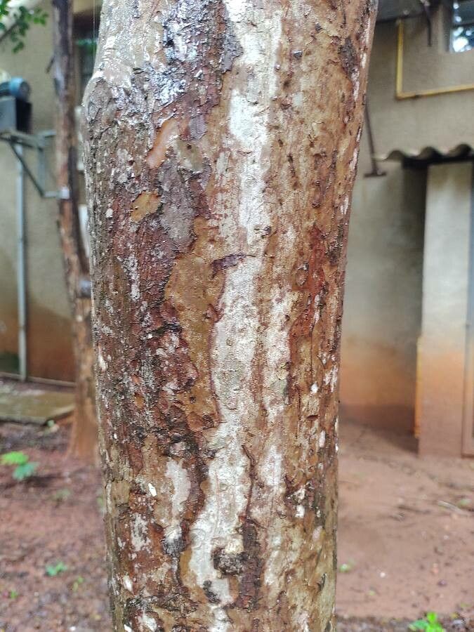 Psidium acutangulum bark