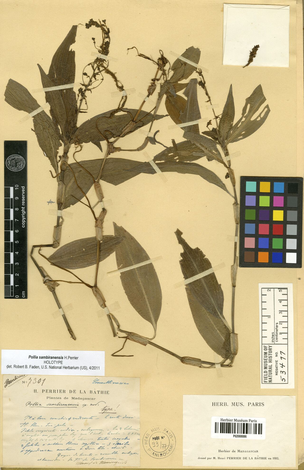 Pollia sambiranensis