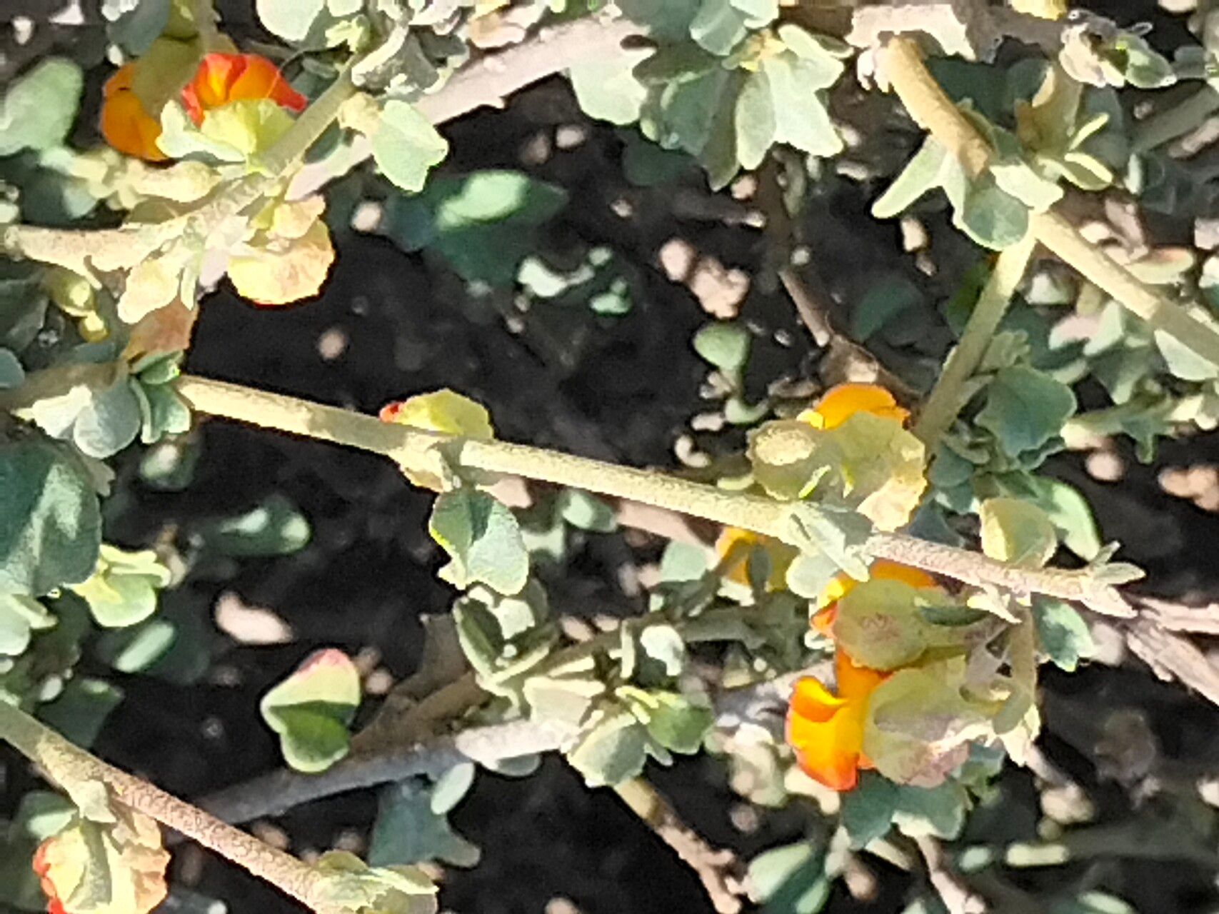 Hermannia cuneifolia bark