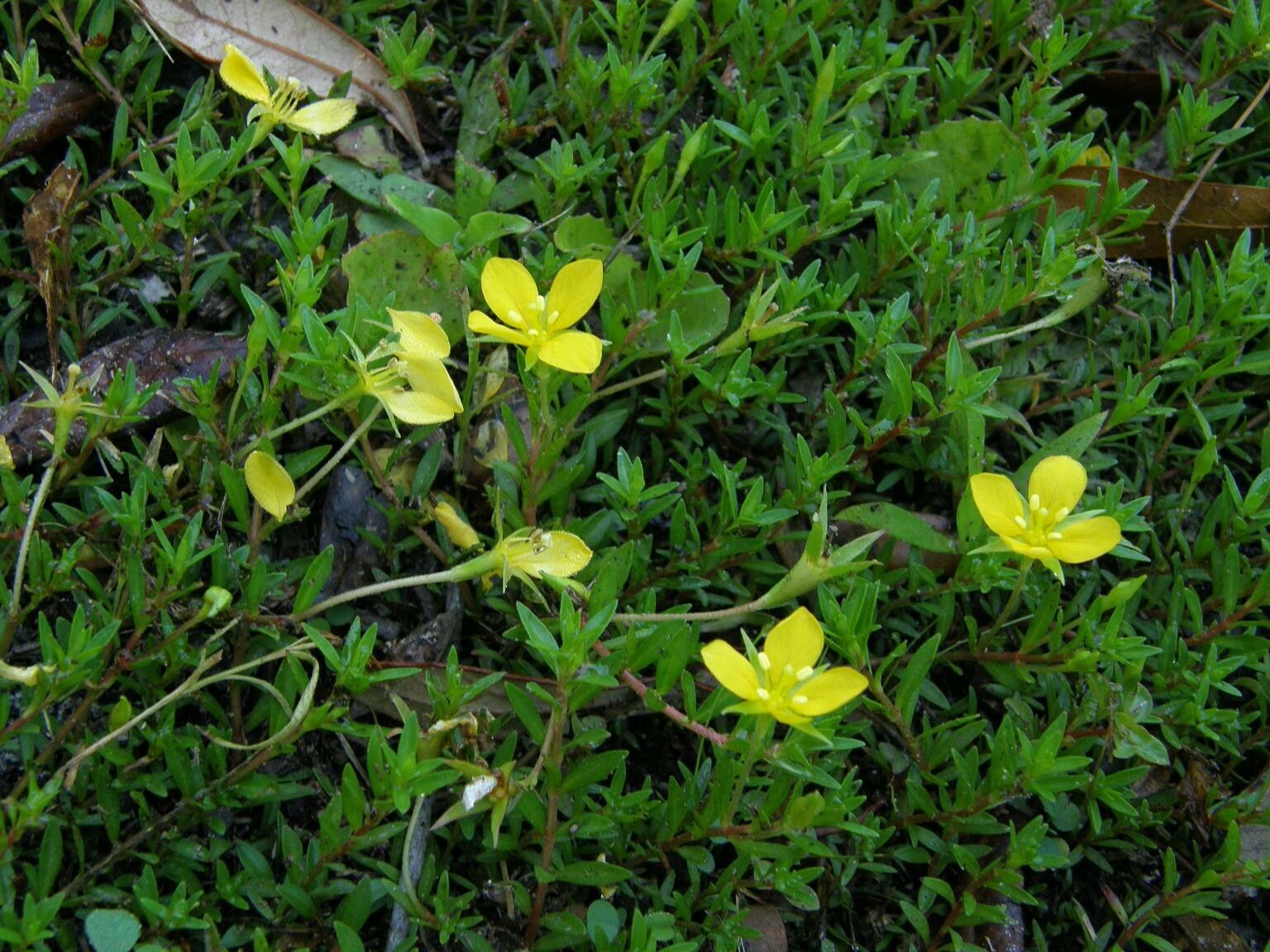 Ludwigia arcuata — search result for 'Ludwigia'